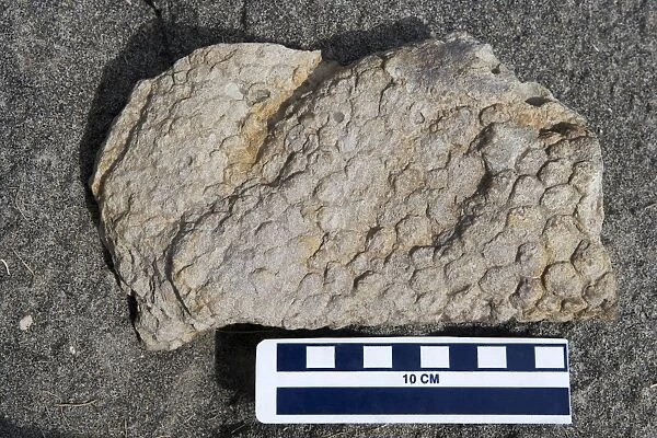 Dinosaur skin impression - skin of a Hadrosaur ('Duck-billed dinosaur'). Age: Kaiparowits Formation, Late Cretaceous Location: Grand Staircase-Escalante National Monument, Utah