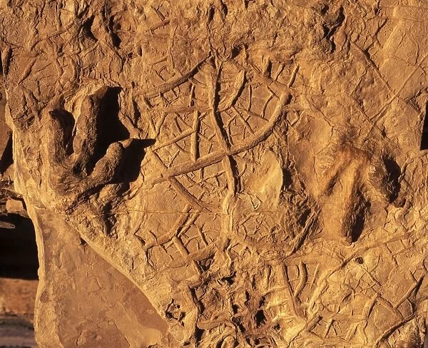 Dinosaur tracks (Dinosaur footprints) Dinosaur Discovery Center, Johnson Farm Tracksite, Saint George, Utah, USA. Footprints of Theropod dinosaurs (carnivorous dinosaurs), and fossil mud cracks