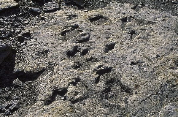 Dinosaur Tracks: Ornithopod dinosaur tracks Dakota Formation, Early Cretaceous Clayton Lake State Park, New Mexico