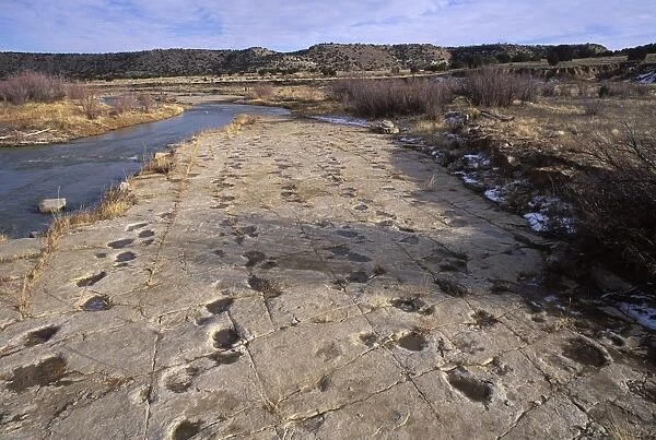 Dinosaur tracks - Five parallel trackways of Apatosaurus (Brontosaurs). Morrison Formation, Upper Jurassic. Picketwire (Purgatoire) Canyonlands, Comanche National Forest, Eastern Colorado. Purgatoire River on left of photo. BQ806
