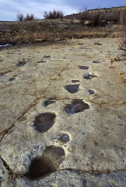 Dinosaur tracks - Trackway of an Apatosaur (Brontosaur) exposed on a slab of rock. Morrison Formation, Upper Jurassic. This photo shows a rare occurence of footprints of both rear foot (large prints) and front foot (small prints)