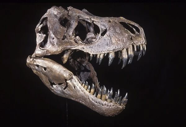 Dinosaur: Tyrannosaurus rex. Upper Cretaceous. Skull of 'Stan', a T rex excavated by personel of the Black Hills Institute of Geological Research. 'Stan' now resides at the Museum of the Black Hills Intitute