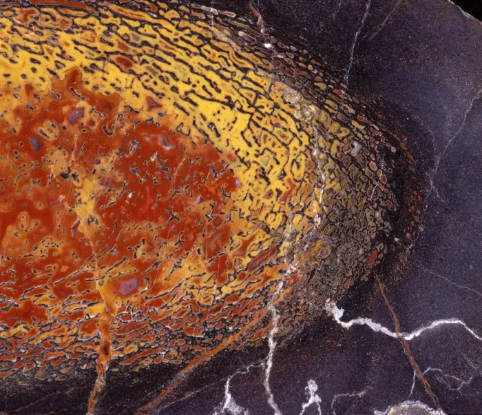 Framed Print : Dinosaurs - Agatized bone Close-up of a polished section of a Sauropod dinosaur bone from the Morrison Formation (Upper Jurassic) of Colorado
