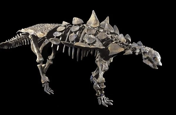 Dinosaurs: Ankylosaurs (armored dinosaurs) Juvenile Ankylosaur (armored dinosaur) of the Lower Cretaceous, Utah, USA Size skeleton: length: 11. 5 ft; H: 41 inches Reconstruction: Robert Gaston, Gaston Design