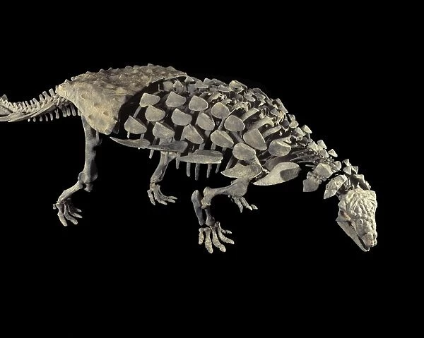 Dinosaurs: Ankylosaurs (Armored dinosaurs) Ankylosaur from the Morrison Formation, Late Jurassic Size skeleton: length 11. 6 ft, H: 32 inches Mount from material excavated at the Mygatt-Moore Quarry, Western Colorado