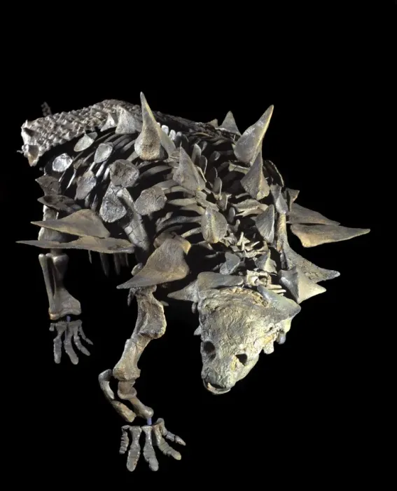 Framed Print : Dinosaurs: Ankylosaurs (armored dinosaurs) Juvenile Ankylosaur (armored dinosaur) of the Lower Cretaceous, Utah, USA Size skeleton: length: 11. 5 ft; H: 41 inches Reconstruction: Robert Gaston, Gaston Design Framed Print : Dinosaurs: Ankylosaurs (armored dinosaurs) Juvenile Ankylosaur (armored dinosaur) of the Lower Cretaceous, Utah, USA Size skeleton: length: 11. 5 ft; H: 41 inches Reconstruction: Robert Gaston, Gaston Design