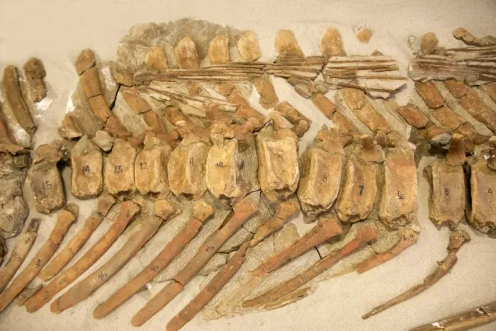 Framed Print : Dinosaurs: caudal vertebrae of a Hadrosaur ('Duck-billed dinosaur') Note the tendons on the upper part, which stiffened the tail Age: Late Cretaceous Location: Grand Staircase-Escalante National Monument Framed Print : Dinosaurs: caudal vertebrae of a Hadrosaur ('Duck-billed dinosaur') Note the tendons on the upper part, which stiffened the tail Age: Late Cretaceous Location: Grand Staircase-Escalante National Monument