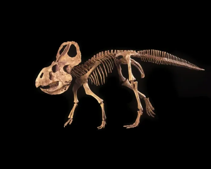 Framed Print : Dinosaurs - Ceratopsians - Protoceratops Cretaceous, Mongolia Specimen courtesy Gaston Design. DR 322