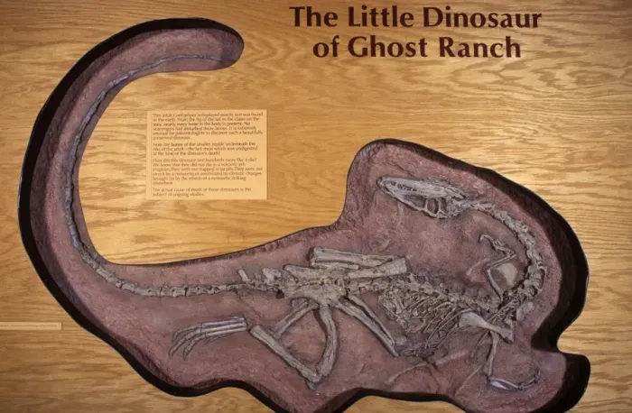 Framed Print : Dinosaurs: Coelophysis, a small Theropod (carnivorous dinosaur) of the Late Triassic. Triassic, Chinle Formation, Ghost Ranch, New Mexico, USA Coelophysis was a small carnivorous dinosaur Framed Print : Dinosaurs: Coelophysis, a small Theropod (carnivorous dinosaur) of the Late Triassic. Triassic, Chinle Formation, Ghost Ranch, New Mexico, USA Coelophysis was a small carnivorous dinosaur