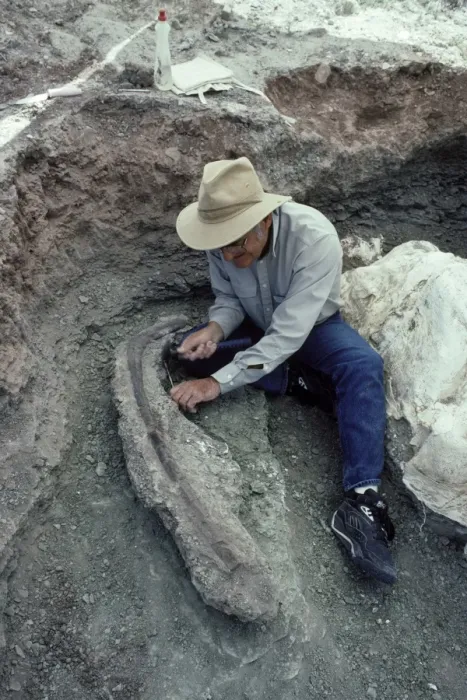 Framed Print : Dinosaurs - Digs Species: Allosaurus Peter Mygatt cleaning around an Allosaurus rib at the Mygatt-Moore Quarry, Rabbit Valley, Western Colorado, along Interstate I 70. Sediments of the Morrison Formation, Late Jurassic Framed Print : Dinosaurs - Digs Species: Allosaurus Peter Mygatt cleaning around an Allosaurus rib at the Mygatt-Moore Quarry, Rabbit Valley, Western Colorado, along Interstate I 70. Sediments of the Morrison Formation, Late Jurassic