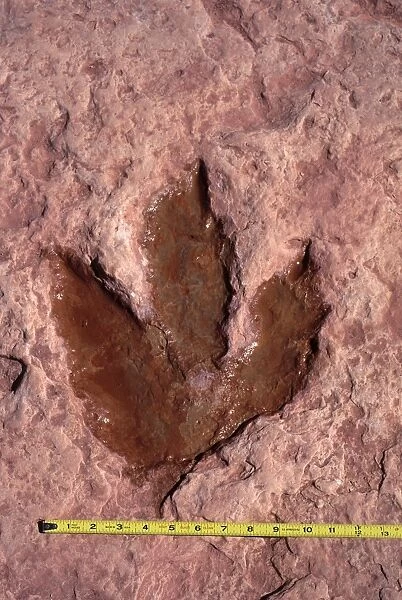Dinosaurs: footprint of a Theropod dinosaur (meat eater dinosaur). Footprint in red sandstone of the Kayenta Formation, Lower Jurassic. The footprint has been filled with water, a common practice that helps make it stand out