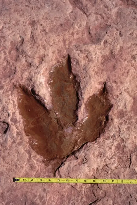 Framed Print : Dinosaurs: footprint of a Theropod dinosaur (meat eater dinosaur). Footprint in red sandstone of the Kayenta Formation, Lower Jurassic. The footprint has been filled with water, a common practice that helps make it stand out Framed Print : Dinosaurs: footprint of a Theropod dinosaur (meat eater dinosaur). Footprint in red sandstone of the Kayenta Formation, Lower Jurassic. The footprint has been filled with water, a common practice that helps make it stand out