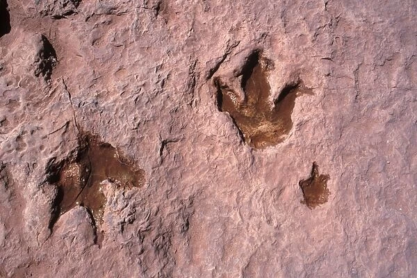 Dinosaurs: footprint of Theropod dinosaurs (meat eater dinosaurs). Adult footprints going in opposite directions. The smaller print is often refered to as that of a 'baby' following the adult on the right. Footprints in
