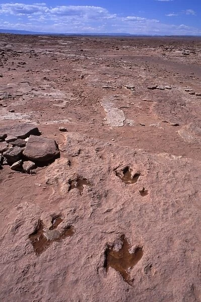 Dinosaurs: footprint of Theropod dinosaurs (meat eater dinosaurs). Footprints in red sandstone of the Kayenta Formation, Lower Jurassic. The footprints have been filled with water