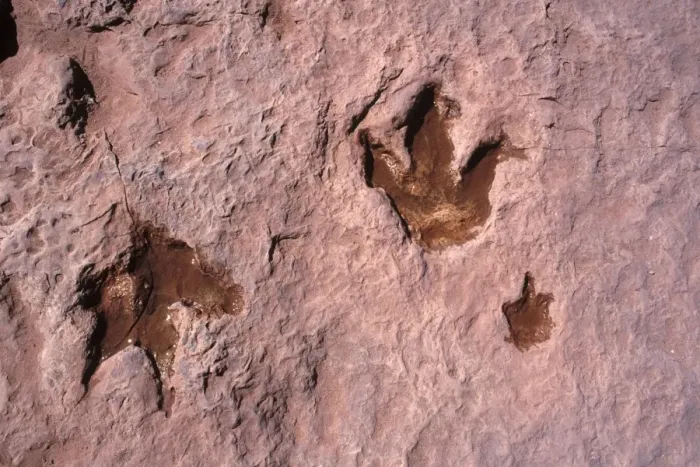 Framed Print : Dinosaurs: footprint of Theropod dinosaurs (meat eater dinosaurs). Adult footprints going in opposite directions. The smaller print is often refered to as that of a baby following the adult on the right. Footprints in Framed Print : Dinosaurs: footprint of Theropod dinosaurs (meat eater dinosaurs). Adult footprints going in opposite directions. The smaller print is often refered to as that of a baby following the adult on the right. Footprints in