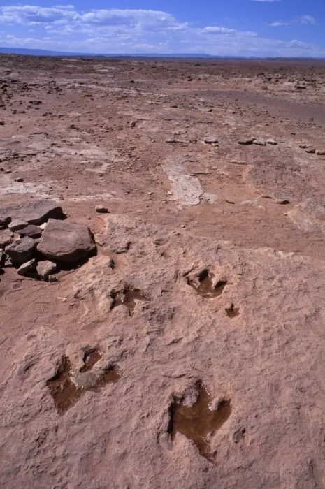 Framed Print : Dinosaurs: footprint of Theropod dinosaurs (meat eater dinosaurs). Footprints in red sandstone of the Kayenta Formation, Lower Jurassic. The footprints have been filled with water