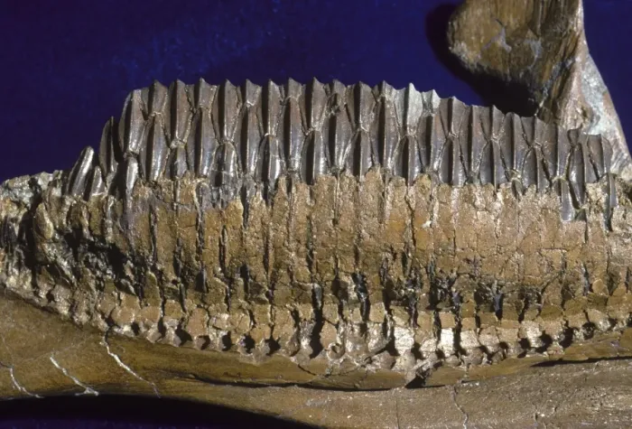 Framed Print : Dinosaurs - Hadrosaurs teeth Cretaceous, Montana, USA, and Alberta, Canada The photograph shows the tooth battery of a Hadrosaur (plant eating dinosaurs) Framed Print : Dinosaurs - Hadrosaurs teeth Cretaceous, Montana, USA, and Alberta, Canada The photograph shows the tooth battery of a Hadrosaur (plant eating dinosaurs)