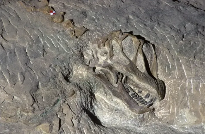 Camarasaurus Skull Print - Dinosaur National Monument, Utah. Art