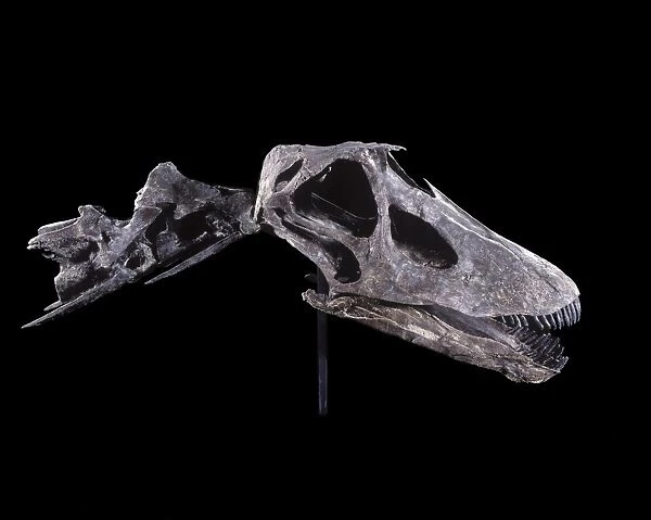 Dinosaurs - Sauropods - Diplodocus (Skull) Morrison Formation, Jurassic, Wyoming, USA Specimen courtesy Western Paleontological Laboratories. DF 576