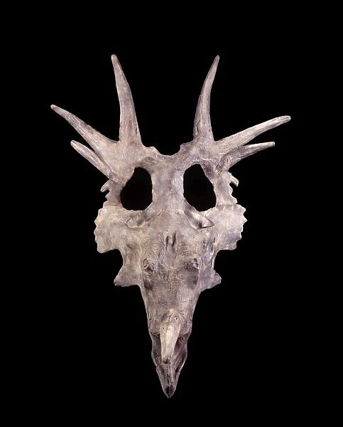 Dinosaurs - Styracosaurus skull - Ceratopsians - Horned dinosaurs Cast skull; original: Collections of the Canadian Museum of Nature, Ottawa, Canada. CJ 474