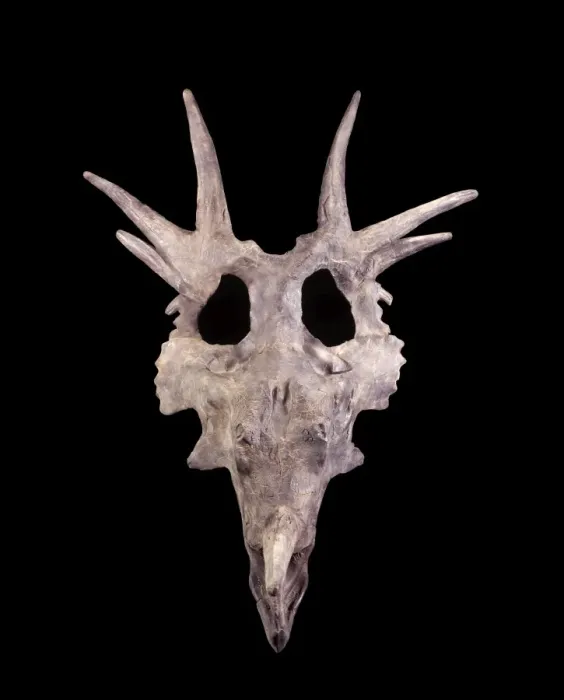 Framed Print : Dinosaurs - Styracosaurus skull - Ceratopsians - Horned dinosaurs Cast skull; original: Collections of the Canadian Museum of Nature, Ottawa, Canada. CJ 474 Framed Print : Dinosaurs - Styracosaurus skull - Ceratopsians - Horned dinosaurs Cast skull; original: Collections of the Canadian Museum of Nature, Ottawa, Canada. CJ 474