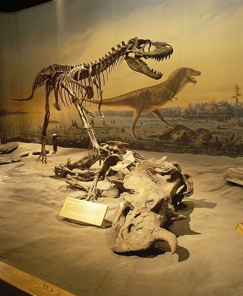 Dinosaurs - Theropods Albertosaurus and Centrosaurus, Cretaceous, Alberta, Canada. In this scene, the Theropod dinosaur 'Albertosaurus' feed on the carcass of Centrosaurus