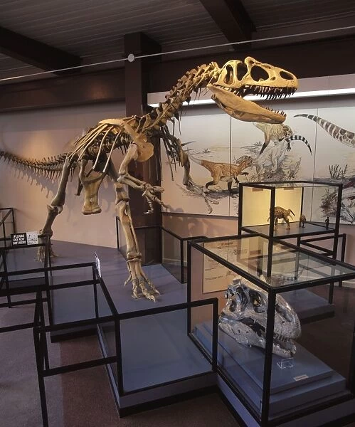 Dinosaurs - Theropods - Allosaur (carnivorous dinosaur) Morrison Formation, Jurassic. Skeleton on display in the Visitor Center at Dinosaur National Monument, Utah, USA