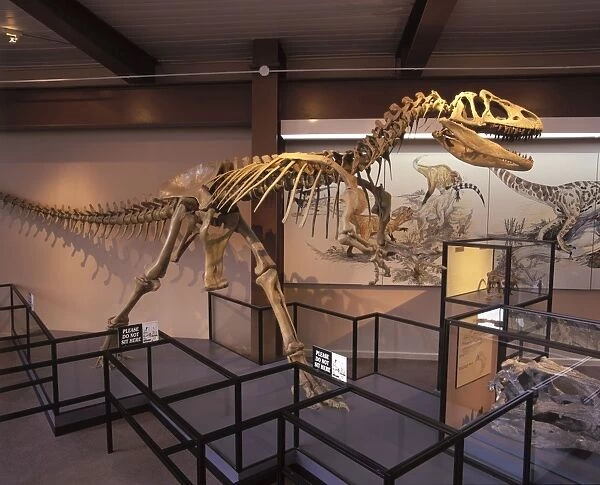 Dinosaurs - Theropods - Allosaur (was a carnivorous dinosaur). Morrison Formation, Jurassic Skeleton on display in the Visitor Center at Dinosaur National Monument, Utah, USA