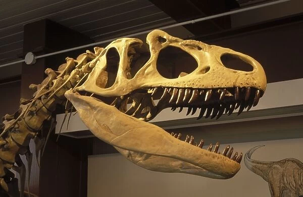 Dinosaurs - Theropods - Allosaurus. Skull, detail of a full skeleton mount in exhibit in the Visitor Center at Dinosaur National Monument, Utah, USA Morrison Formation, Jurassic