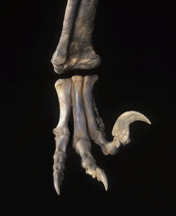 Framed Print : Dinosaurs - Theropods - Dromaeosaurs - Utahraptor: close up of foot Utahraptor was a large raptor (predatory dinosaur). From the Cedar Mountain Formation of Grand County, Utah Framed Print : Dinosaurs - Theropods - Dromaeosaurs - Utahraptor: close up of foot Utahraptor was a large raptor (predatory dinosaur). From the Cedar Mountain Formation of Grand County, Utah