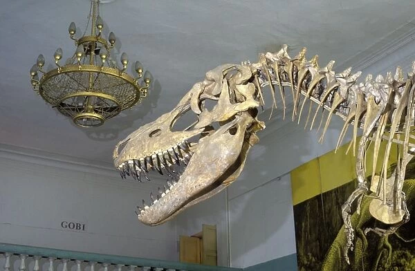 Dinosaurs - Theropods: Tarbosaurus Tarbosaurus is a carnivorous dinosaur of Central Asia in the Tyrannosaur family; sometimes considered synonymous with Tyrannosaurus bataar. From the Late Cretaceous of the Gobi Desert, Mongolia