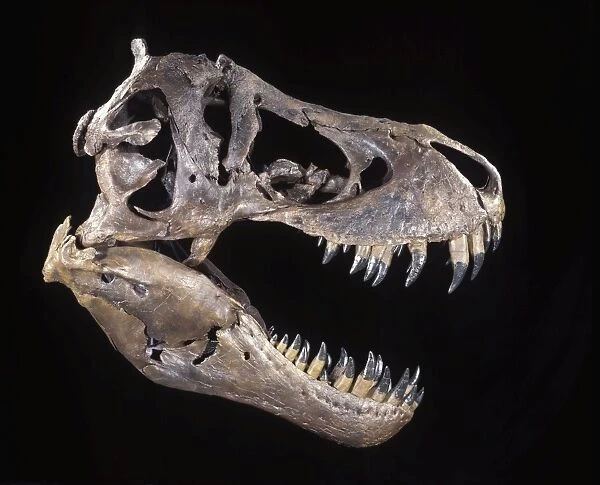 Dinosaurs - Theropods - Tyrannosaurus rex skull - Upper Cretaceous Cast of the original fossil known as 'STAN'. Courtesy Black Hills Institute of Geological Research, Hill City, South Dakota. DE434