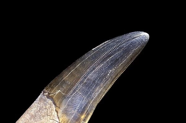Dinosaurs - Theropods - Tyrannosaurus rex tooth Close-up of a front tooth, showing two serrated edges that were facing the inside of the mouth