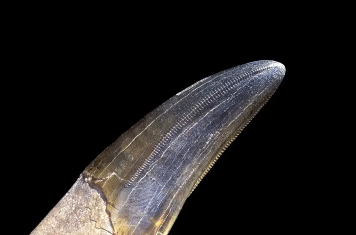 Framed Print : Dinosaurs - Theropods - Tyrannosaurus rex tooth Close-up of a front tooth, showing two serrated edges that were facing the inside of the mouth Framed Print : Dinosaurs - Theropods - Tyrannosaurus rex tooth Close-up of a front tooth, showing two serrated edges that were facing the inside of the mouth