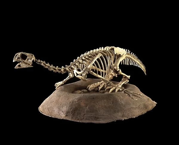 Dinosaurs - Threropods Conchoraptor is a small Oviraptorid dinosaur from the Late Cretaceous of Mongolia. Named by Barsbold in 1986. Represented here sitting on and protecting its nest