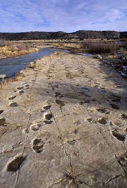 Dinosaurs - Tracks - Five parallel trackways of Apatosaurus (Brontosaurs). Morrison Formation, Upper Jurassic. Picketwire (Purgatoire) Canyonlands, Comanche National Forest, Eastern Colorado. Purgatoire River on left of photo