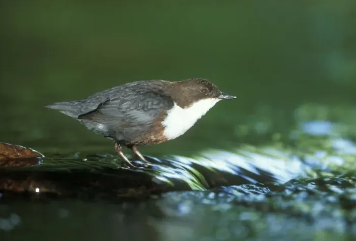 Framed Print : Dipper. JD-12864. DIPPER STANDS IN RUNNING WATER Framed Print : Dipper. JD-12864. DIPPER STANDS IN RUNNING WATER