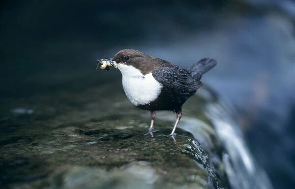Dipper - with food for offspring