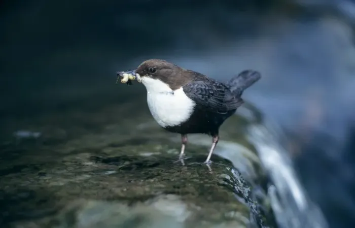 Framed Print : Dipper - with food for offspring Framed Print : Dipper - with food for offspring