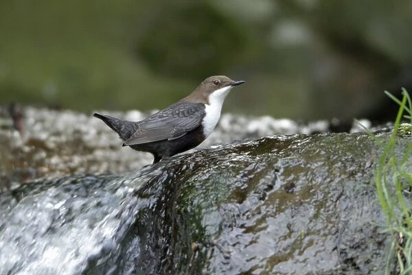 Dipper - perched at edge of waterfall - Hessen - Germany