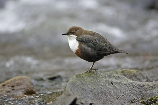 Dipper - resting on stone in hill stream, Lower Saxony, Germany