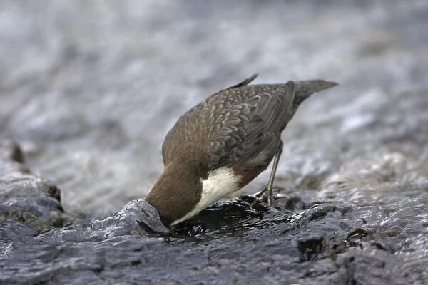 Dipper - searching for food in hill stream, Lower Saxony, Germany