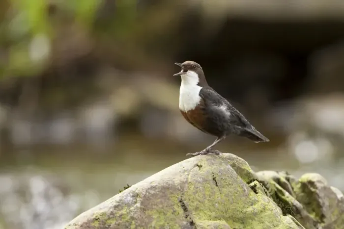 Framed Print : Dipper singing Framed Print : Dipper singing