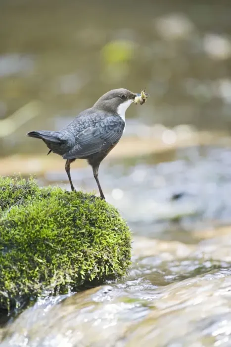 Framed Print : Dipper – on stone in river near nest West Wales UK 004334 Framed Print : Dipper – on stone in river near nest West Wales UK 004334