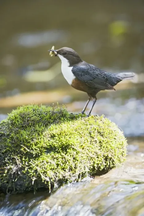 Framed Print : Dipper – on stone in river near nest West Wales UK 004339 Framed Print : Dipper – on stone in river near nest West Wales UK 004339