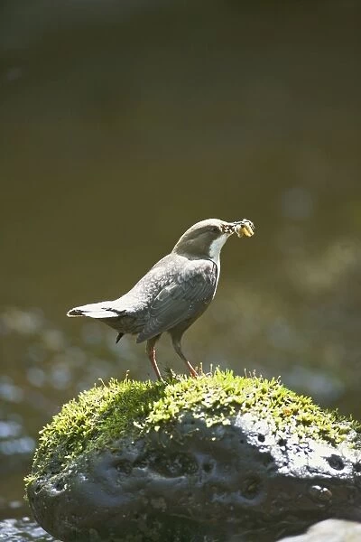 Dipper – on stone in river near nest West Wales UK 004327
