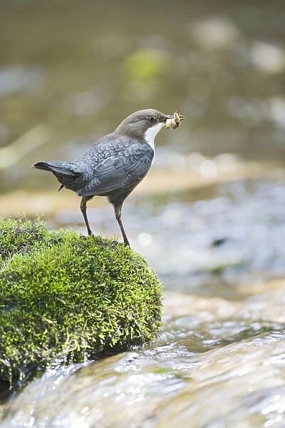 Dipper – on stone in river near nest West Wales UK 004334