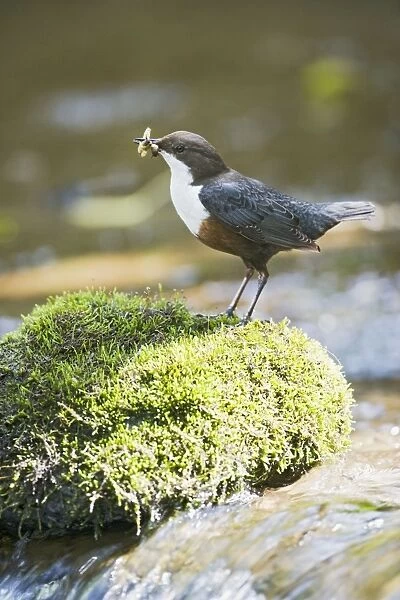Dipper – on stone in river near nest West Wales UK 004339