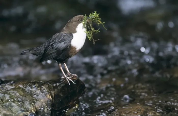 Framed Print : Dipper - transporting nest material Framed Print : Dipper - transporting nest material