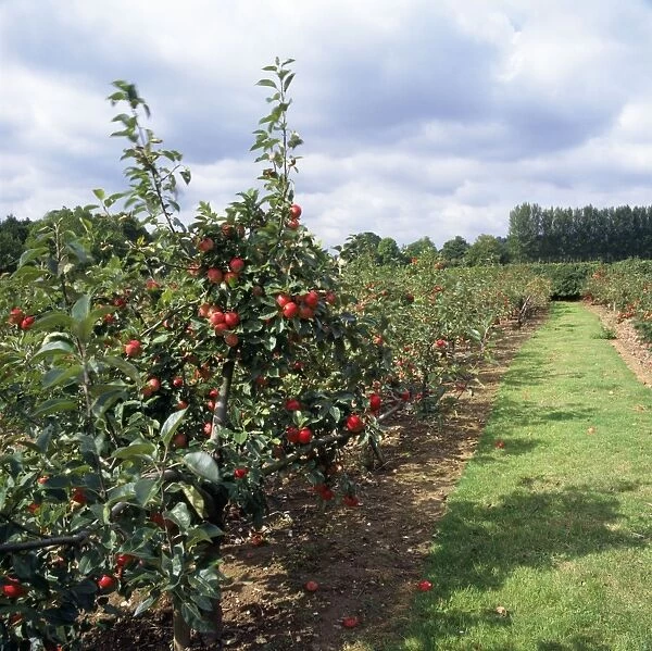 Discovery apple orchard - fruit farm - Kent UK